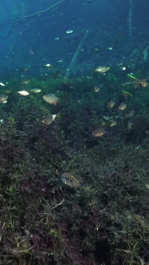 School of small fish swimming over aquatic plants in a clear freshwater Vídeos de archivo 332001620