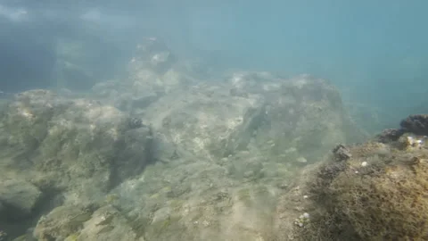 School of small fish swimming over algae covered rocks on the seabed, creating a Stock Footage 343155366