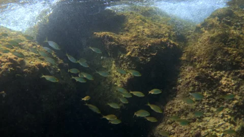 School of small fish swimming over clear seabed rocks covered with algae and Stock Footage 343463484