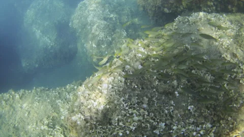 School of small fish swimming over a rocky seabed covered with algae, creating Stock Footage 343467693