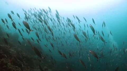 School of small fish swimming up from the reef Stock Footage 130241095