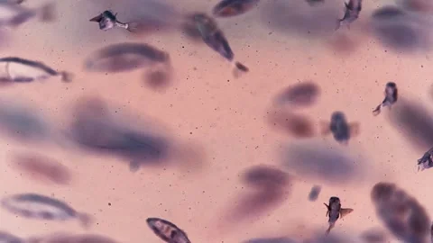 A school of small fish swimming through water with a lot of particles in Stock-Footage 333773846