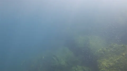 School of small fish swimming together near rugged ocean rocks covered in algae, Stock Footage 342920439