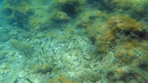 A school of small fish swims above the seabed dotted with sunlight Stock Footage 160466814