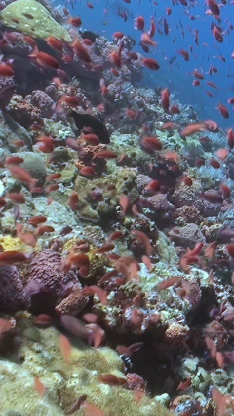 School of Small Fish Swims Among Coral Reef in the Blue Ocean Stock Footage 321410547
