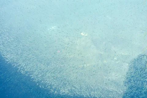 School of Small Fish Swims in Blue Sea Texture Macro Underwater Stock Photos