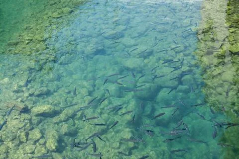 School of small fish swims in exceptionally clear, shallow turquoise water Photos