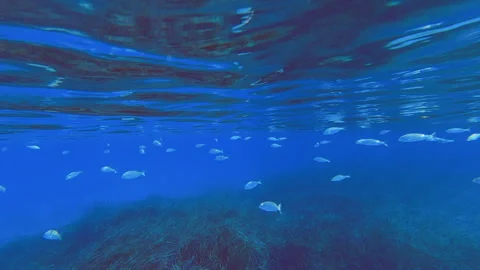 School of small fish swims Stock Footage 253225992