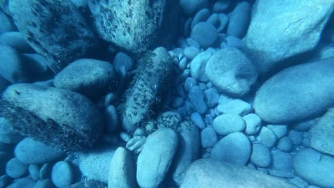 A school of small fish swims over the rocky seabed in blue water Stock Footage 345613450
