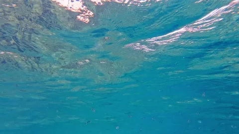 A school of small fish swims under the sea surface Video stock 160465501
