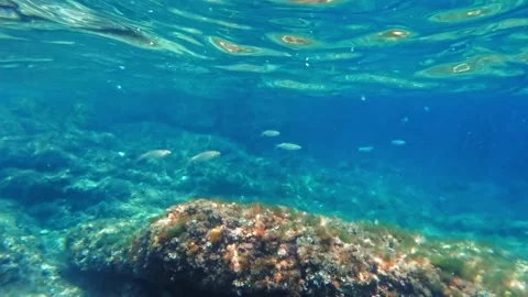 A school of small fish swims under the sea surface along the reef. Stock Footage 160465553