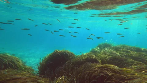 School of small fish swims in the waters Video stock 255654094