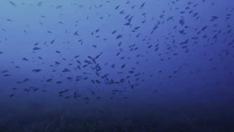 School of small fish under water. Stock Footage 247184440