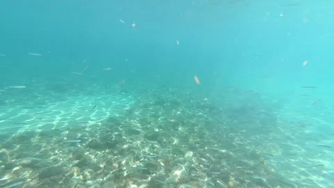 School of small fish underwater in turquoise water Stock Footage 343227851