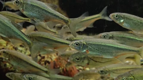 A school of small freshwater silver fish swimming  Stock Footage 296555692
