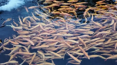 A school of small orange trout fish in water Stock Footage 300126787