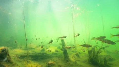 School of small perch swimming in forest lake Stock Footage 279249709