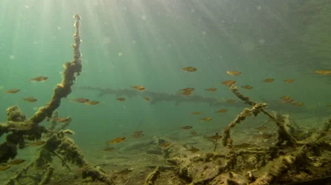School of small perch swimming over underwater snags Stock-Footage 55803589