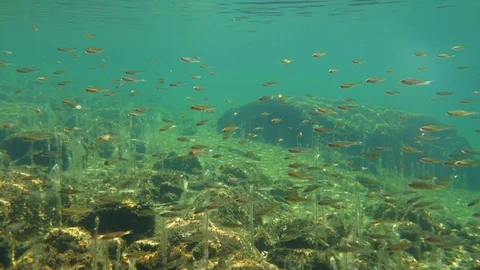 School of small perch underwater over stony bottom Video stock 120868424