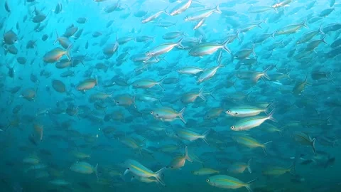 School of small reflective fish Stock Footage 130241102