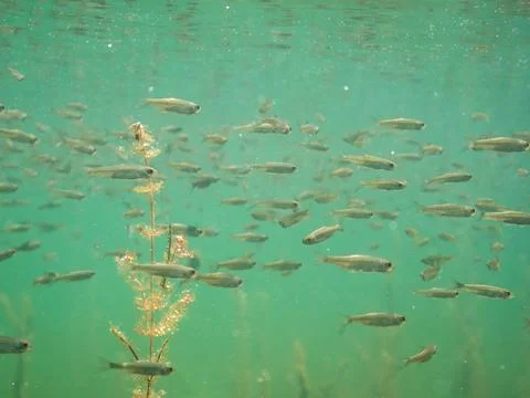 School of small roach swimming underwater Stock Photos