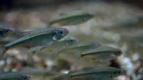 A school of small silver fish Stock Footage 297014136
