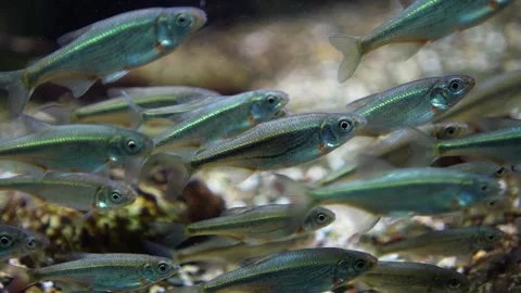 A school of small silver fish Stock Footage 297014224