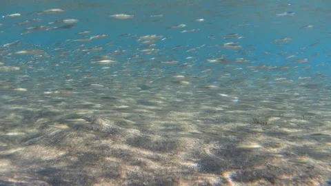 School of small silver fish at shallow sea water. 4K stock video footage Stock Footage 301518168