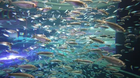 School of Small Silvery Fish Swimming in Aquarium Tank Stock Footage 337404187