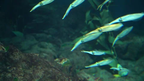 School of small squid swimming in dark blue water of an aquarium. Glowing m.. Stock Footage 331280517