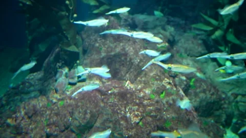 School of small squids swimming over rocky underwater reef in aquarium. Tra.. Stock Footage 324573976