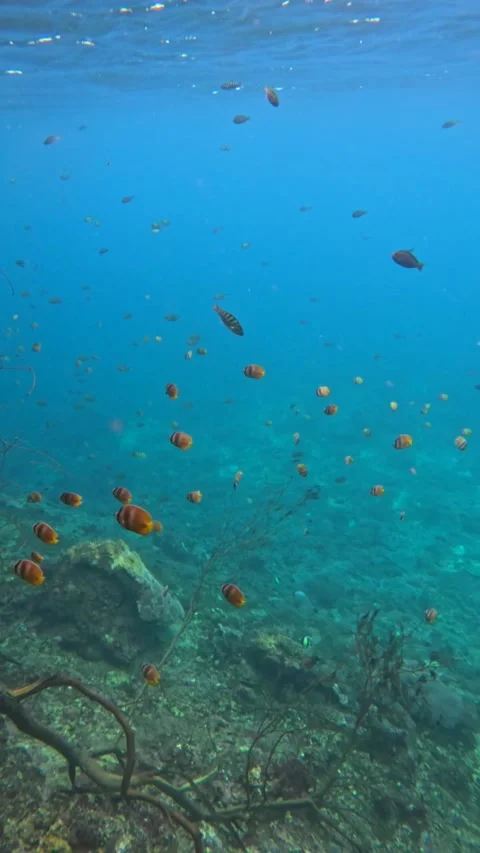 School of small tropical Damselfish Stock Footage 327810947
