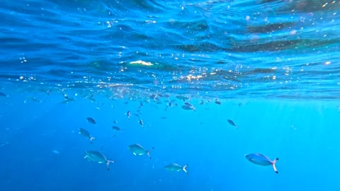 School of small tropical fish feeding near rippling blue water surface Vidéo 325942157