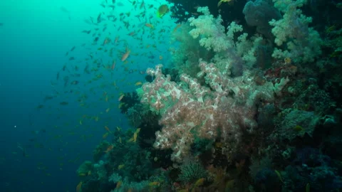 School of small yellow fish glides through underwater corals of Maldives. Stock Footage 246729052