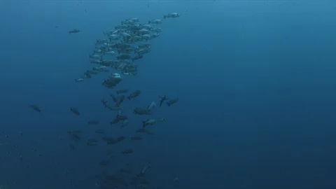 School of Snapper 4k Stock Footage 93705905