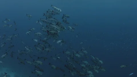 School of Snapper 4k Stock Footage 93865472