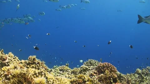 School of Snapper on a coral reef Vídeo Stock 51592909