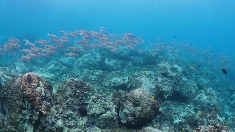 School of snapper fish swimming underwater over coral reef Stock Footage 115870730