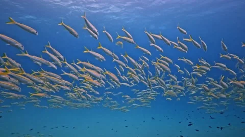 School of snapper fish under the water's surface Video stock 331062580