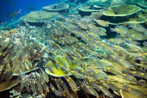 School of snapper fishs on coral reef Stock Photos