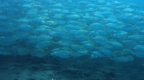 School of Snapper Stock Footage 45182879