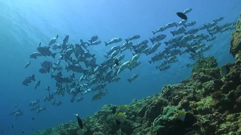 School of Snapper Stock Footage 51606564
