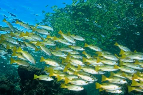 School of Snapper Stock Photos