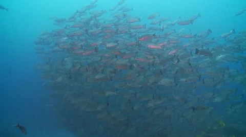 School of snapper with shark Stock Footage 56646633
