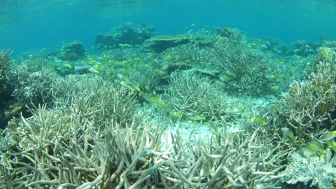 A School of Snapper Swarms Over a Shallow Coral Reef in Palau Stock Footage 335897512
