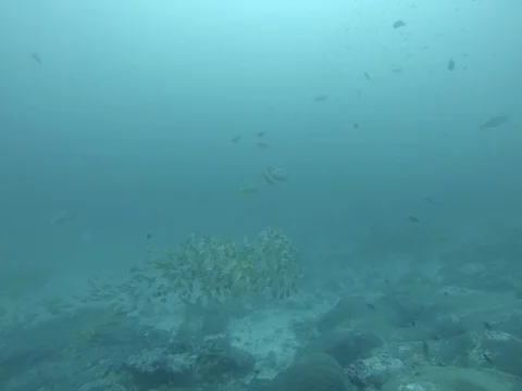 School of snappers Video stock 82921446