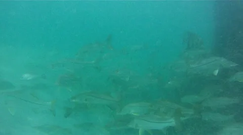 School of Snook Stock Footage 8914100