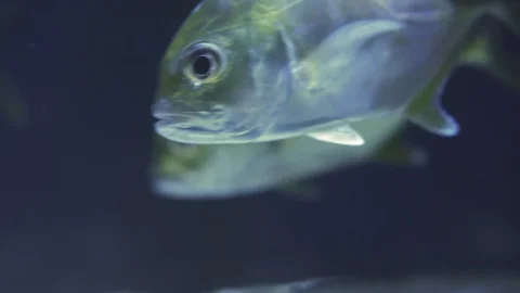 School Of Snub Nosed Dart, Oyster Cracker, Snubnosed Pompano. Close up of a fish Stock Footage 123736737