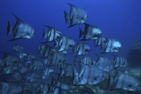 School of spadefish in the sea Stock Photos