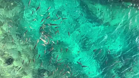 School of Spangled Emperor Fish. Stock Footage 205055044